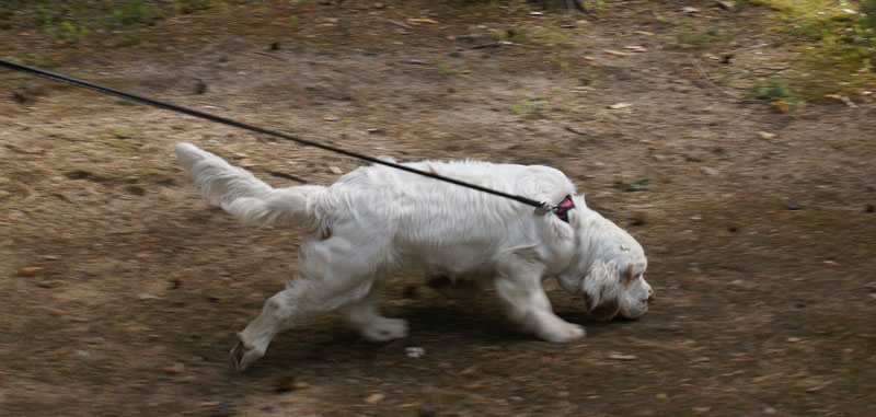 hunting_training_June2012_b_Sisi_a