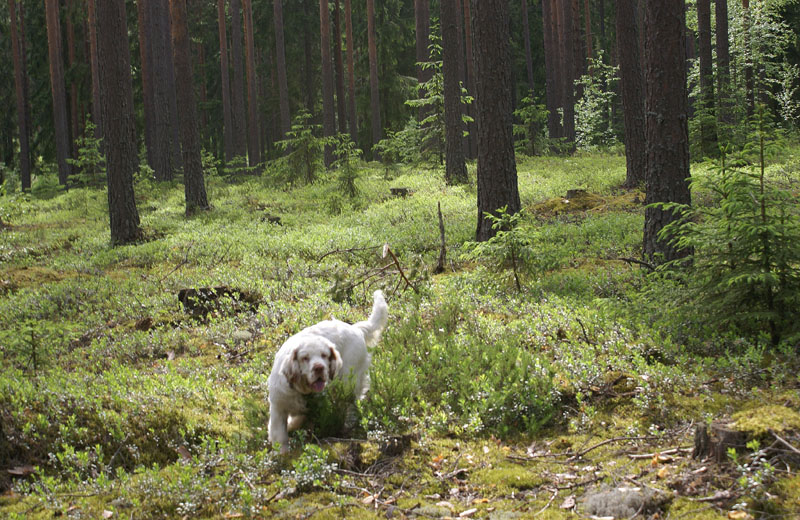 hunting_training_June2012_b_Sisi_c