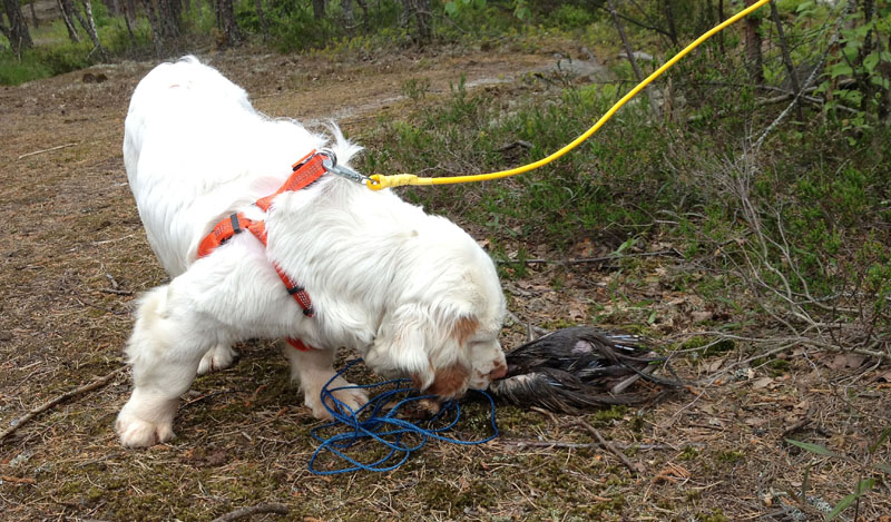 hunting_training_June2012_b_Sisi_d
