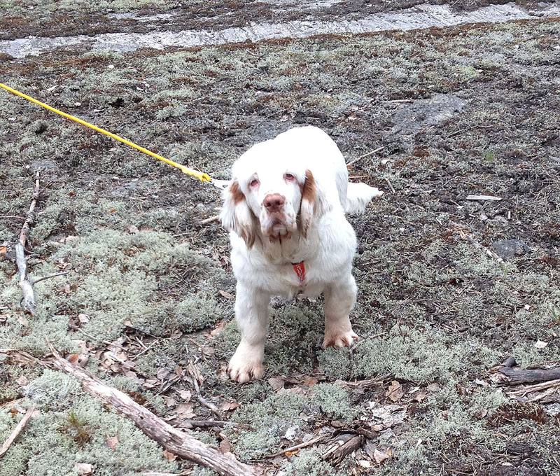 hunting_training_June2012_b_Sisi_e