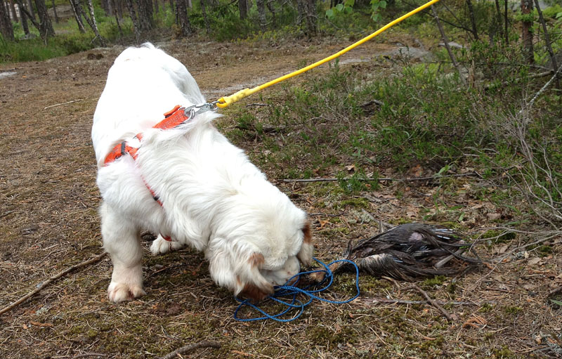 hunting_training_June2012_b_Sisi_f