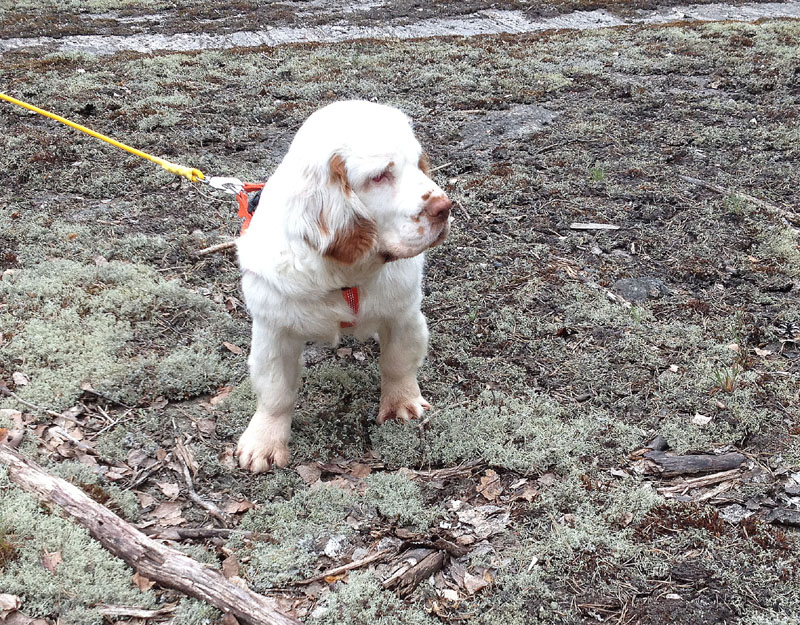 hunting_training_June2012_b_Sisi_h