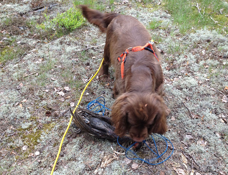 hunting_training_June2012_b_Tiana_c