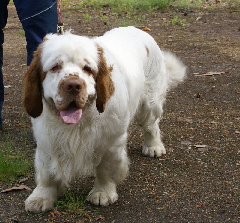 hunting_training_June2012_b_Toby_a