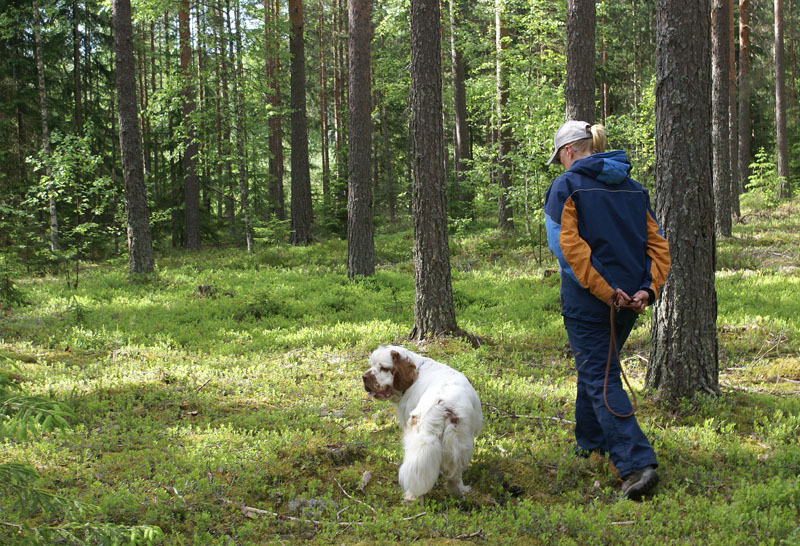 hunting_training_June2012_b_Toby_b