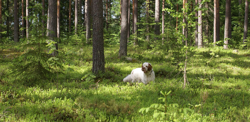 hunting_training_June2012_b_Toby_c