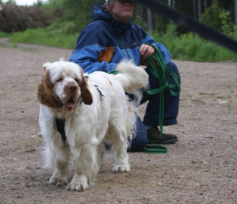 hunting_training_June2012_b_Toby_e