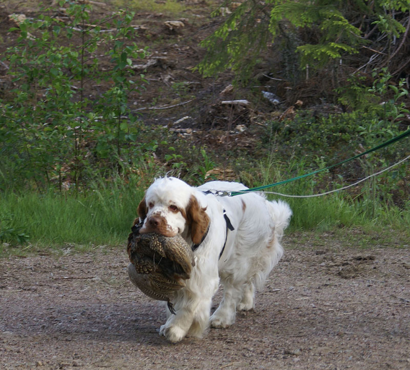 hunting_training_June2012_b_Toby_f
