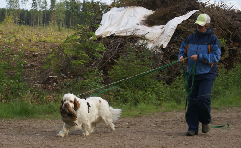hunting_training_June2012_b_Toby_g