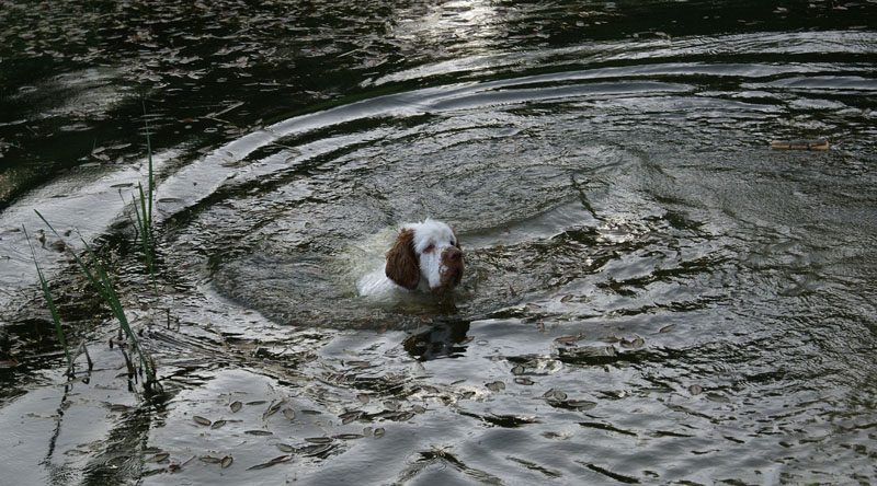 hunting_training_June2012_b_Toby_j