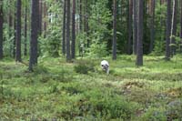 hunting_training_June2012_b_Kerkko_b