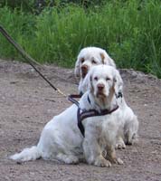 hunting_training_June2012_b_Kojo_Petunia_c