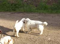 hunting_training_June2012_b_Sisi_Kossi_b