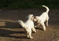 hunting_training_June2012_b_Sisi_Kossi_h