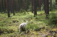 hunting_training_June2012_b_Sisi_c