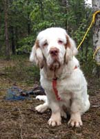 hunting_training_June2012_b_Sisi_g