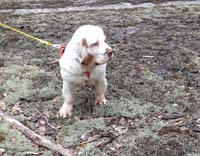 hunting_training_June2012_b_Sisi_h