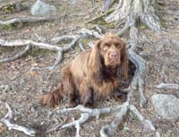 hunting_training_June2012_b_Tiana_d