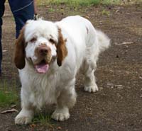 hunting_training_June2012_b_Toby_a