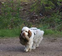 hunting_training_June2012_b_Toby_f