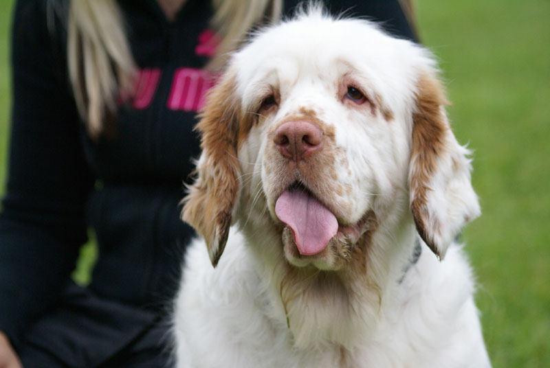 SWEClubShow2012_2a_Brenda_obedience_n