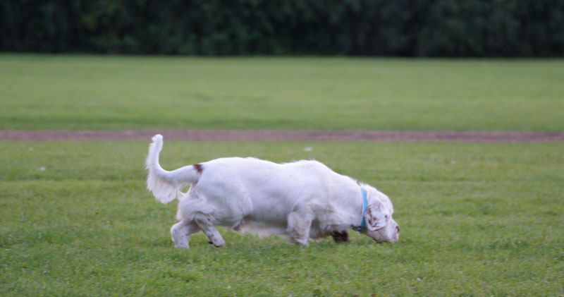 SWEClubShow2012_3_CocosCup_Kossi_c