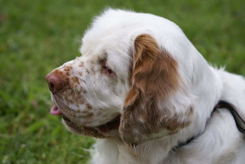 SWEClubShow2012_4_Ester