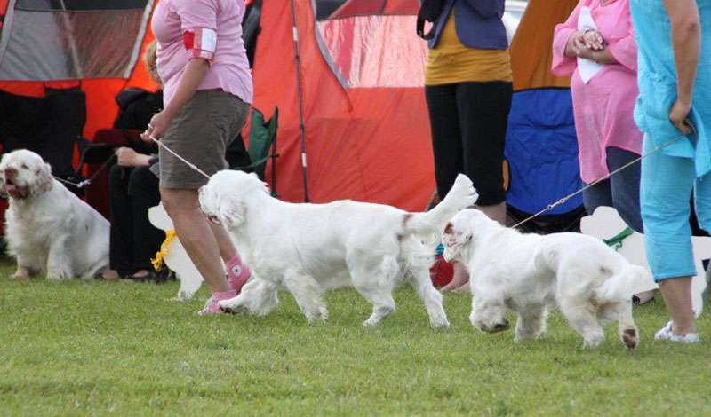 SWEClubShow2012_5_BIS1_BIS2_puppuppies_a