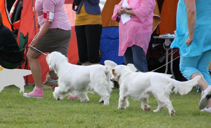 SWEClubShow2012_5_BIS1_BIS2_puppuppies_b