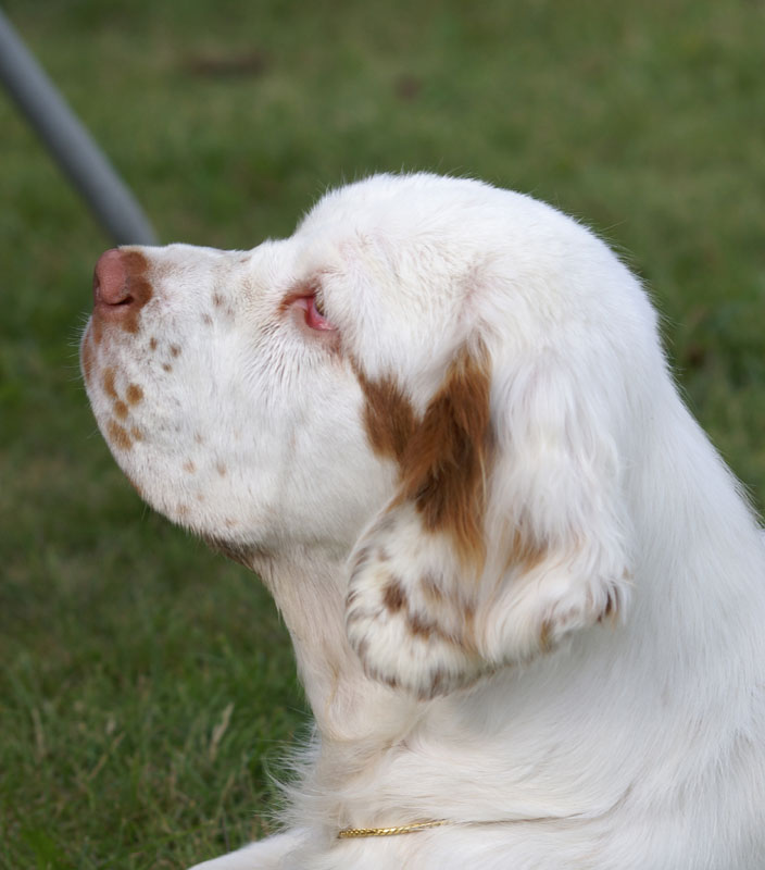 SWEClubShow2012_5_b_puppy_bitch_Sisi_b