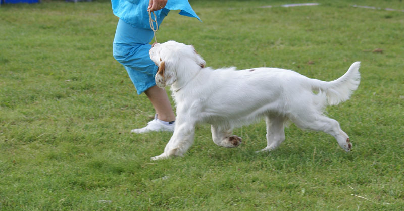 SWEClubShow2012_5_b_puppy_bitch_Sisi_d