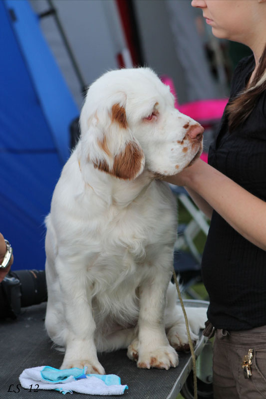 SWEClubShow2012_5_b_puppy_bitch_Sisi_f