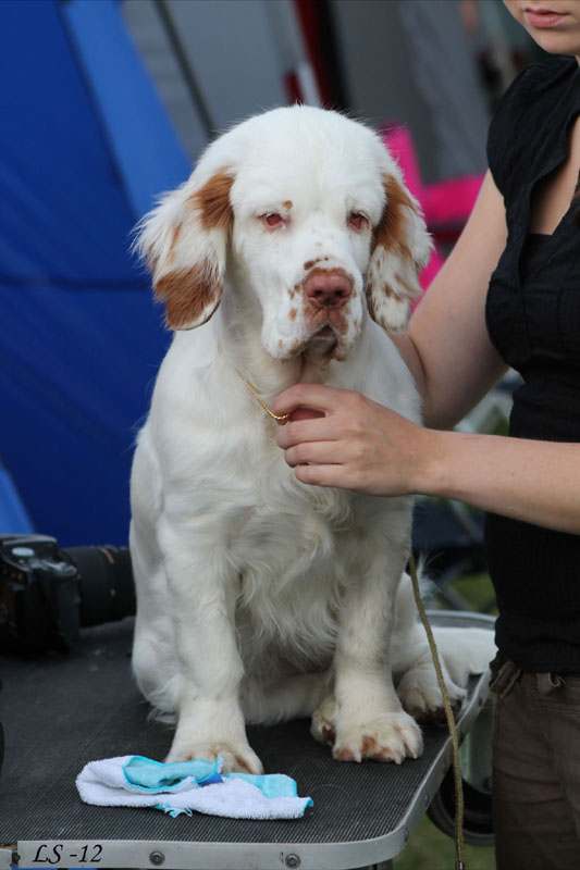 SWEClubShow2012_5_b_puppy_bitch_Sisi_g