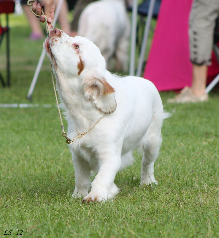 SWEClubShow2012_5_b_puppy_bitch_Sisi_k