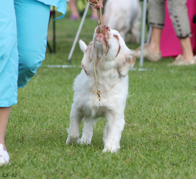 SWEClubShow2012_5_b_puppy_bitch_Sisi_l