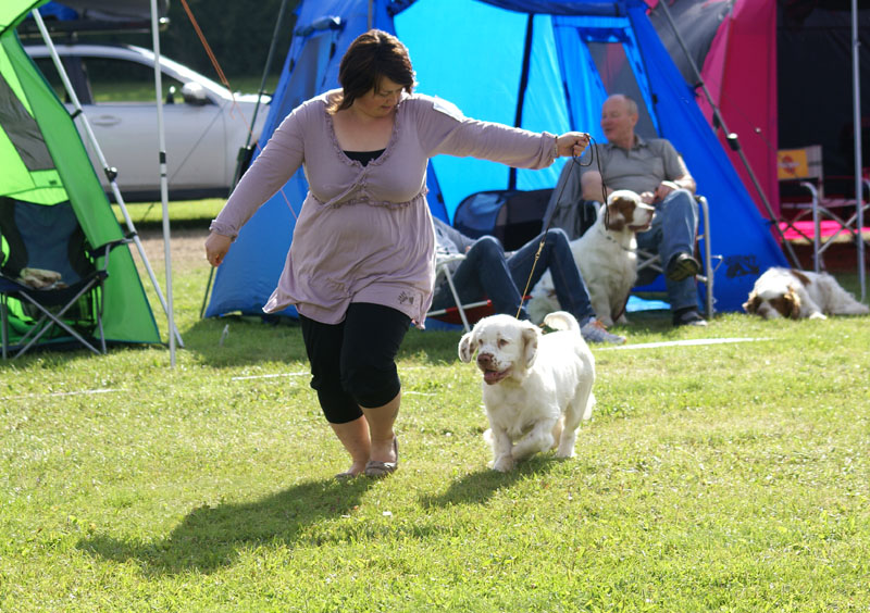 SWEClubShow2012_5_b_puppy_male_Kossi_e