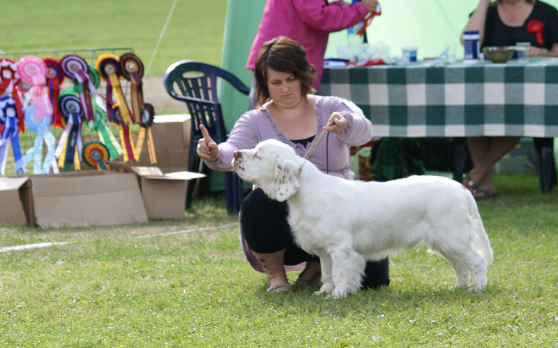 SWEClubShow2012_5_b_puppy_male_Kossi_f