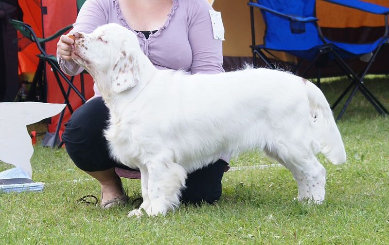 SWEClubShow2012_5_b_puppy_male_Kossi_j