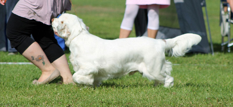 SWEClubShow2012_5_b_puppy_male_Kossi_l