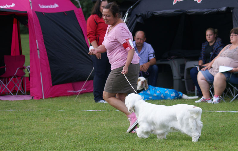 SWEClubShow2012_5_b_puppy_male_Ragnar_j