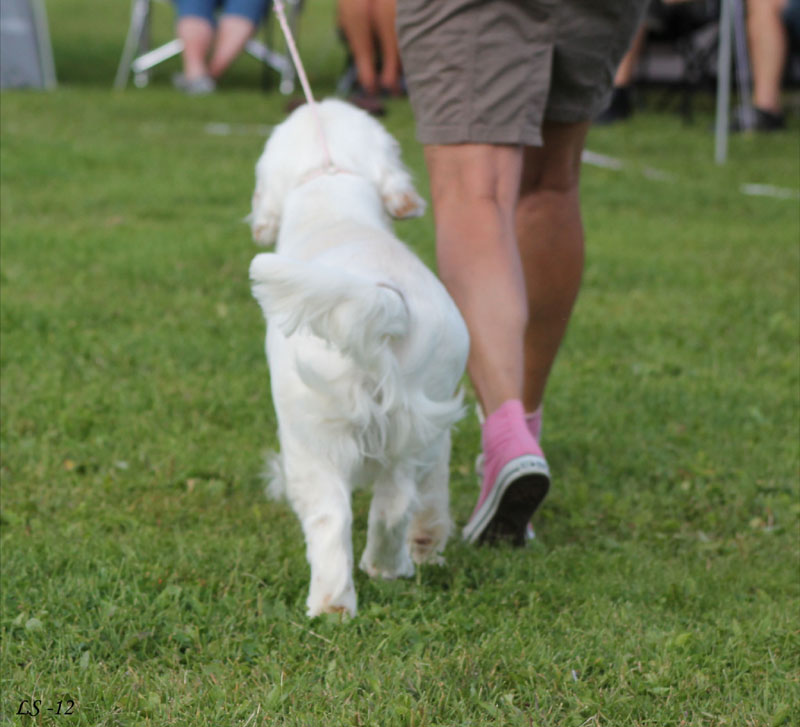 SWEClubShow2012_5_b_puppy_male_Ragnar_n