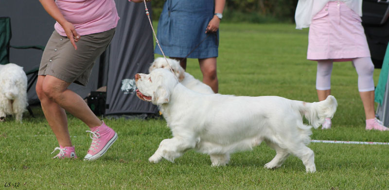SWEClubShow2012_5_b_puppy_male_Ragnar_o