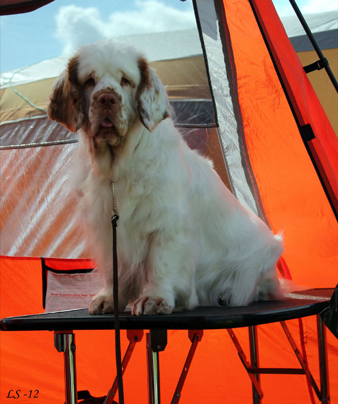 SWEClubShow2012_5_champion_bitch_Brenda_a