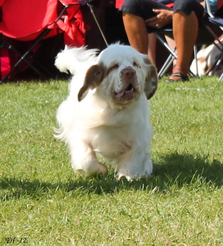 SWEClubShow2012_5_champion_bitch_Brenda_f