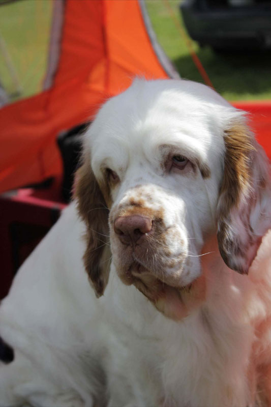 SWEClubShow2012_5_champion_bitch_Brenda_hhh