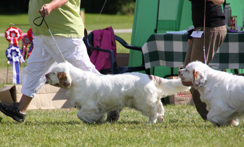 SWEClubShow2012_5_champion_bitch_Ester_Brenda