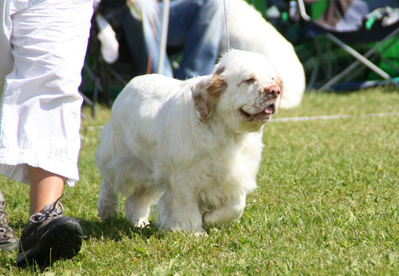 SWEClubShow2012_5_champion_bitch_Ester_c