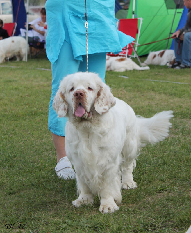 SWEClubShow2012_5_champion_male_Bono_k