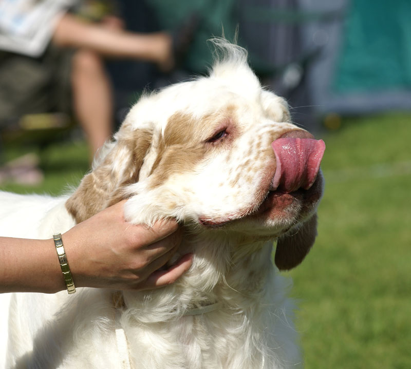 SWEClubShow2012_5_open_male_Bawo_e