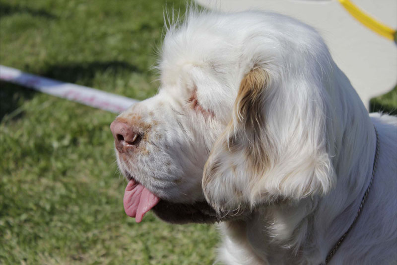 SWEClubShow2012_6_BIS2_Bumbaa_bb